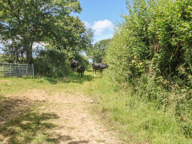 Dirt path with grass and hedges and cows standing under trees at Lower West Curry Farmhouse in Launceston