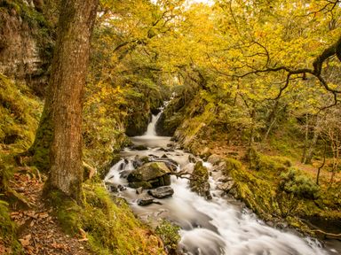A forest scene with a flowing river and rocks surrounded by trees with autumn leaves at Moelfre Cottage in Llanbedr