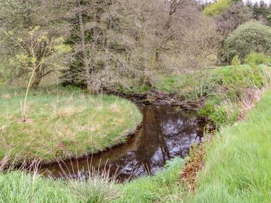 A small stream surrounded by grass trees and bushes at Gallow Law Cottage in Bellingham