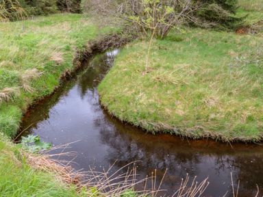 A small stream curving through grassy land with some bushes and trees at Gallow Law Cottage in Bellingham