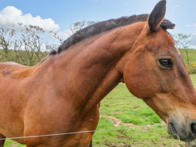 A close up of a brown horse with a black mane in a green field with trees in the background at Gallow Law Cottage in Bellingham