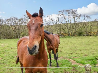 Two brown horses standing in a grassy field with trees and a hill in the background at Gallow Law Cottage in Bellingham