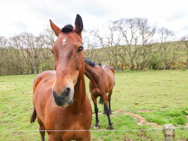 Two brown horses standing in a grassy field with trees in the background at Shepherds Burn Cottage in Bellingham