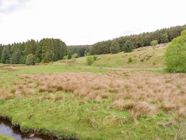 A grassy field with patches of dry grass a small stream and trees in the background at Shepherds Burn Cottage in Bellingham