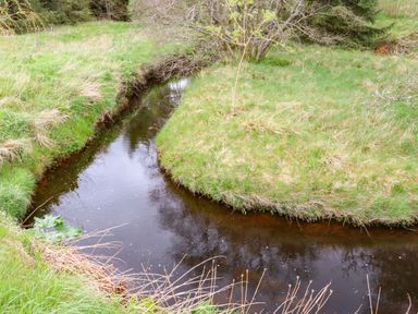 A small stream flowing through a grassy area with trees on the banks at Shepherds Burn Cottage in Bellingham