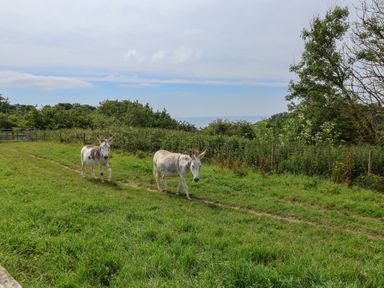 Two donkeys walking on a path with grass and trees at Keepers Cottage Sidmouth