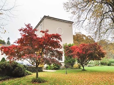 A garden with two red-leaved trees and a beige building in the background at Rhydlandgoed Stepaside near Saundersfoot