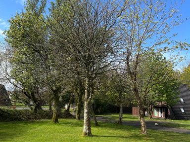 A view of trees and a building at Lodge 22, Bodmin Holiday Park, Cornwall in Lanivet
