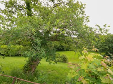 A garden with a large tree and grass at Mallows Byre in Yetminster