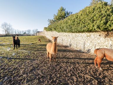 An outdoor fenced area with alpacas and chickens near a stone wall and hedge at The Granary Loft in Bardsea