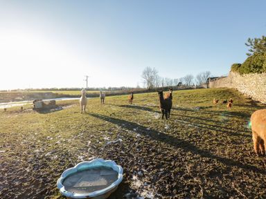 A field with alpacas and chickens near a water trough at The Granary Loft in Bardsea