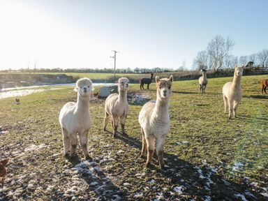 A grassy field with alpacas standing and some patches of snow at The Granary Loft in Bardsea