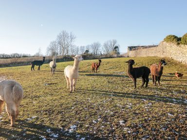 A grassy field with alpacas and a chicken near a stone wall at The Granary Loft in Bardsea