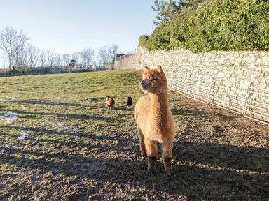 An alpaca standing on a grassy area with two chickens walking behind near a stone wall at The Granary Loft in Bardsea