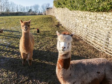 Two alpacas standing on muddy grass near a stone wall with metal gates in a farmyard