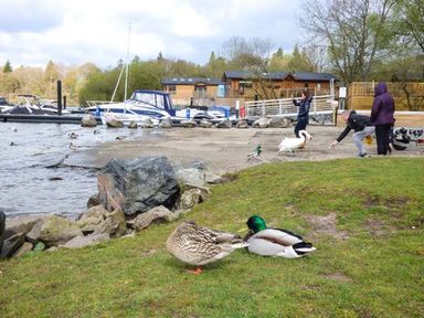 A lakeside scene with ducks and swans near boats and people feeding birds at Coniston Number 9 White Cross Bay