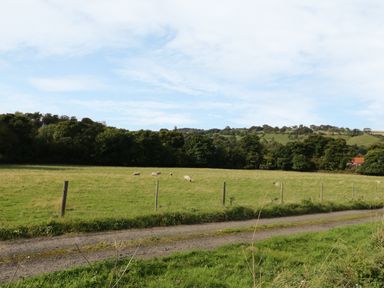 A grassy field with sheep behind a wire fence and a dirt path in the foreground with trees and hills in the background at Lowdale Barns West in Sleights