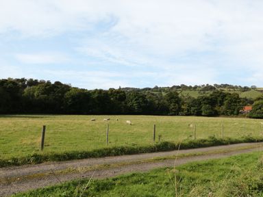 A grassy field with sheep grazing and a gravel path in front at Lowdale Barns East in Sleights
