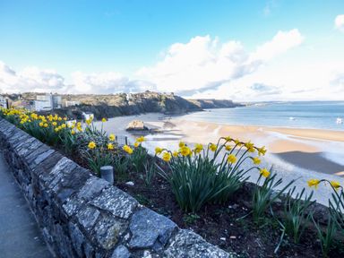 A coastal view with yellow daffodils along a stone wall overlooking a sandy beach and cliffs at Harbour Beach at The Hideaway in Tenby