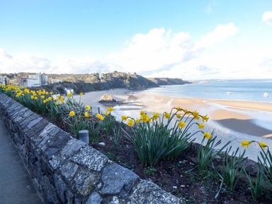 Yellow flowers growing along a stone wall near a beach with cliffs and buildings in the background at North Beach at The Hideaway in Tenby