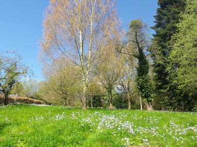 A grassy field with small white flowers and various trees under a blue sky at Beulah Cottage in Green Bottom near Littledean