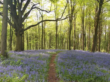 A forest with tall trees and a path running through a field of blue flowers at Beulah Cottage in Green Bottom near Littledean