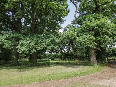 A grassy area with large trees and a gravel path at Squirrels Drey in Little Dunham near Litcham