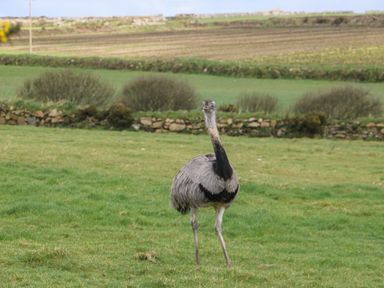 An emu standing on a grassy field with stone walls and farmland in the background at Chywolow Lodge in Penzance