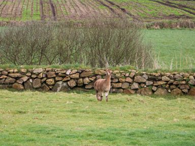 An alpaca standing on grass near a stone wall with bushes and farmland in the background at Chywolow Lodge in Penzance
