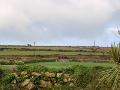 A rural landscape with green fields stone walls cows and electrical poles at Chywolow Lodge in Penzance