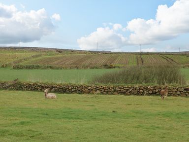 A grassy field with two alpacas near a stone wall and cultivated land under a cloudy sky at Chywolow Lodge in Penzance