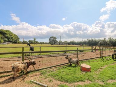 A fenced outdoor area with two goats and other grazing animals with trees and a blue sky at Mill in Nancegollan nr Porthleven