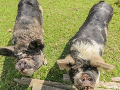 Two pigs standing on grass near wooden planks outdoors