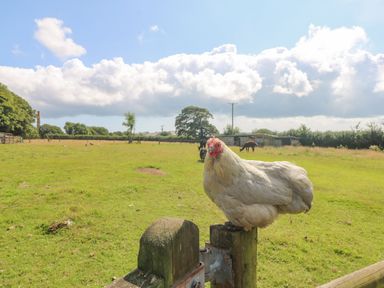 A chicken perched on a wooden fence post in a grassy field with other animals and trees in the background at Mill in Nancegollan nr Porthleven