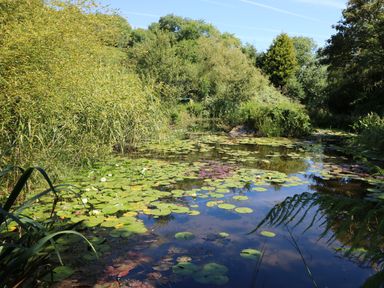 A pond with lily pads surrounded by dense green trees and bushes at Pond Cottage in Stithians
