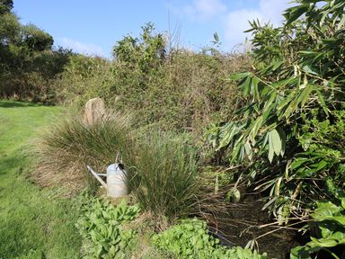 A grassy outdoor area with a watering can near tall plants and a small water stream at Boskednan Wartha in Penzance
