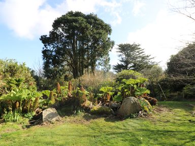 A garden area with large green plants rocks and tall trees in the background at Boskednan Wartha in Penzance