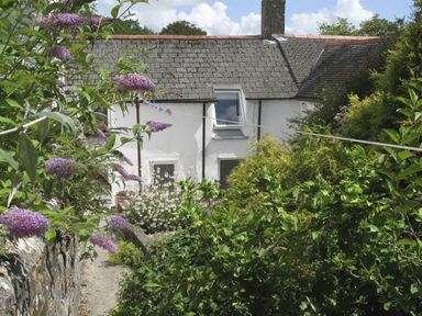 A white house with a grey shingled roof surrounded by a garden with green plants and purple flowers at White Duck Cottage in Hayle