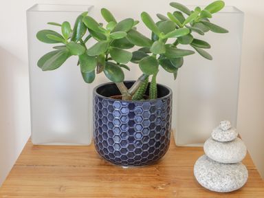 A green plant in a textured black pot on a wooden surface with two frosted glass containers and a stack of four gray stones