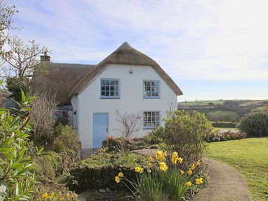 A thatched white cottage with blue windows and door surrounded by a garden with yellow flowers and bushes at Rose Cottage in Manaccan