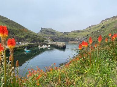 A small harbor with boats on water surrounded by green hills and orange flowers in the foreground at Oaklands Near Boscastle