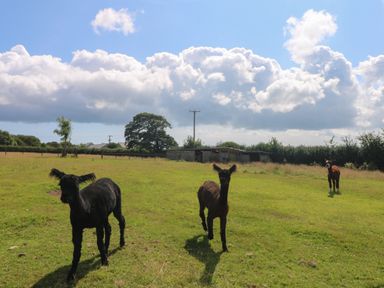 A field with three alpacas near a small farm building at Courtyard in Nancegollan nr Porthleven