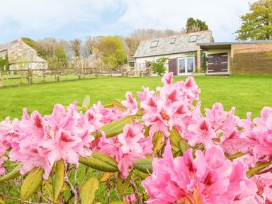 A garden with pink flowers in the foreground and a house with a stone roof and shed in the background at Higher Kernick Stable Helland near Blisland
