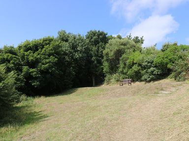 A grassy open area with a wooden bench near dense green trees under a blue sky at Gannet Watch in Coverack