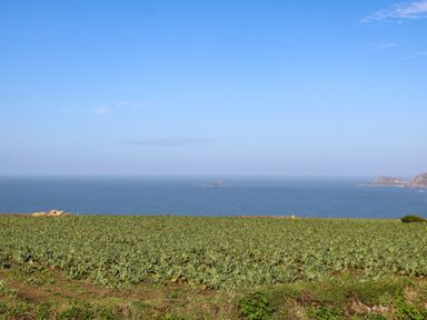 A field of green crops with the ocean and rocky coastline in the background at Kerensa ha-Kres in Sennen