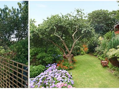 A garden with a tree in the center surrounded by various shrubs and flowers and wooden benches along the sides at Porthcurno Bay View in Porthcurno