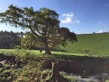 A garden with plants and gravel in front of a fence and a large tree in a green field with cows at Stocks Barn in Looe