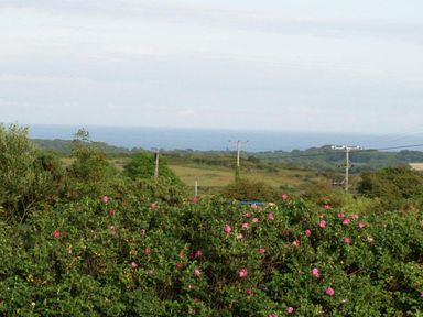 A view of green bushes with pink flowers hills and the ocean in the background at Halvosso in Falmouth