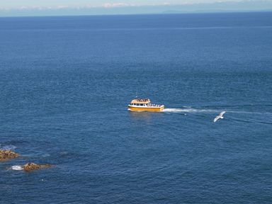 A yellow boat with people on board in the ocean with a seagull flying nearby at Ocean Breeze in Ilfracombe