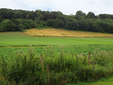 A field with crops and a row of trees in the background at The Granary in Walford near Ross-on-Wye
